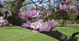 mai_018.jpg