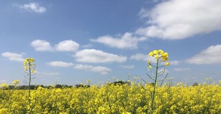 mai_019.jpg