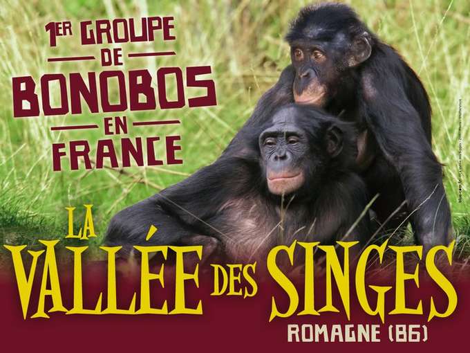 singes1